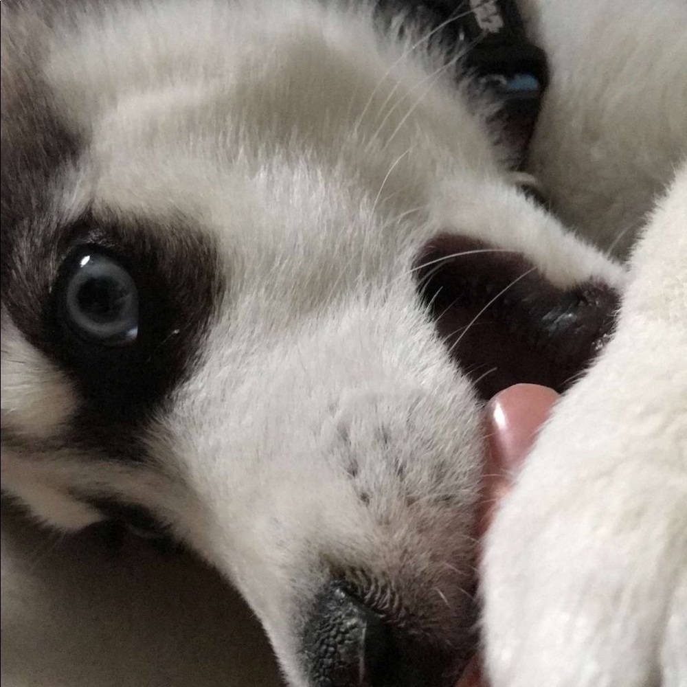 Meet your Posher, Elise